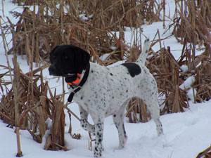 Hunting Dog