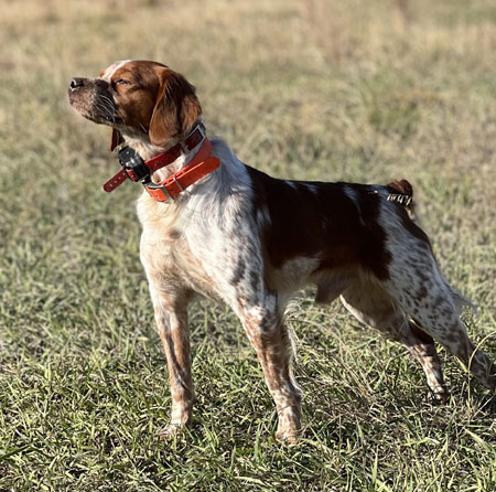 Brittany Hunting Dog For Sale