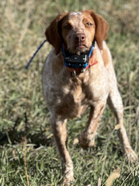 Brittany Hunting Dog For Sale
