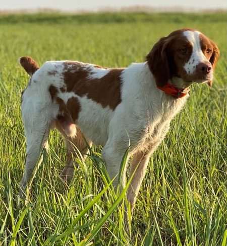 Brittany Dogs For Sale Outback Kennels