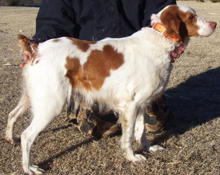 Brittany Hunting Dog For Sale
