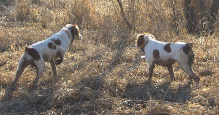 Jordan Brittany Hunting Dog For Sale