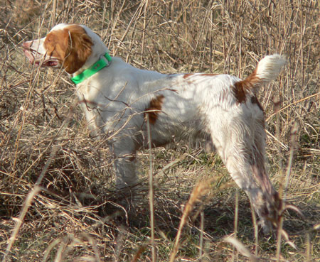 Brittany Hunting Dog For Sale