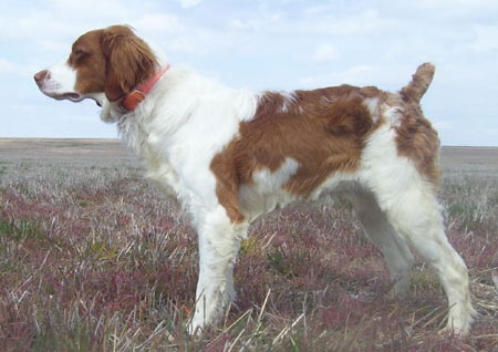 Brittany Hunting Dog For Sale