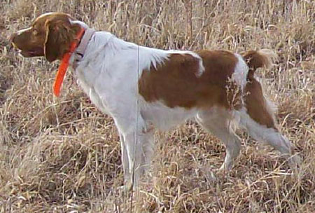Jack Male Brittany Hunting Dog For Sale