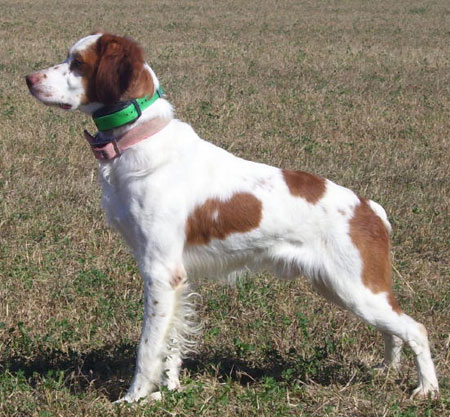 Joe Male Brittany Hunting Dog For Sale