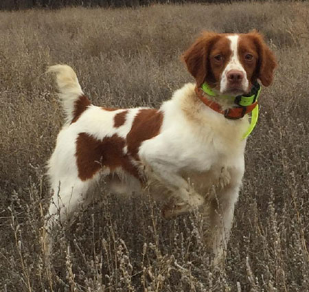 Brittany Dogs For Sale Outback Kennels
