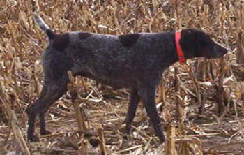 Bridget Female German Shorthair Pointer Hunting Dog For Sale