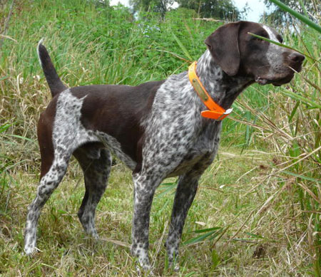 trained bird dogs for sale