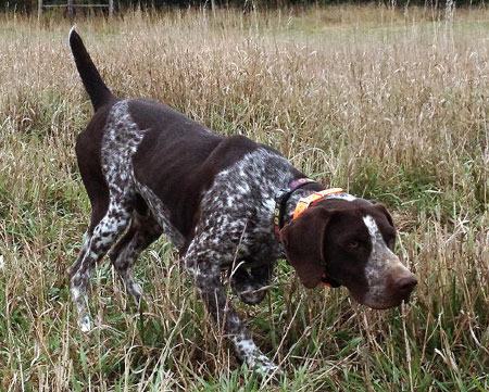 german shorthaired pointer trainers near me