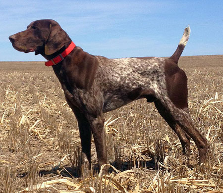 German Shorthair Pointer Stud Dog