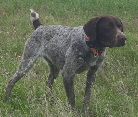 Male German Shorthaired Pointer Hunting Dog For Sale
