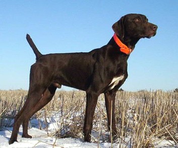 Lou Female English Pointer Hunting Dog