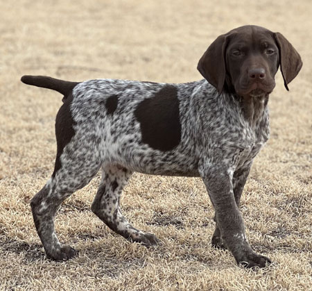 Male German Shorthaired Pointer Puppy for Sale