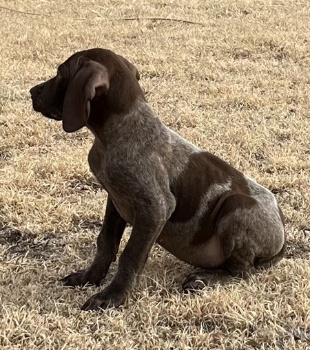 Male German Shorthaired Pointer Puppy for Sale