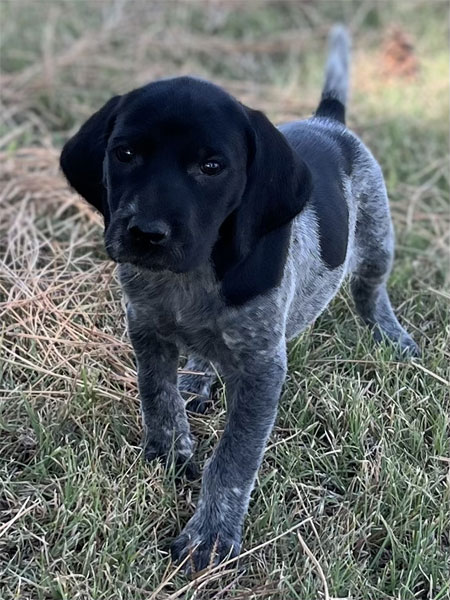 Female German Shorthaired Pointer puppy for sale