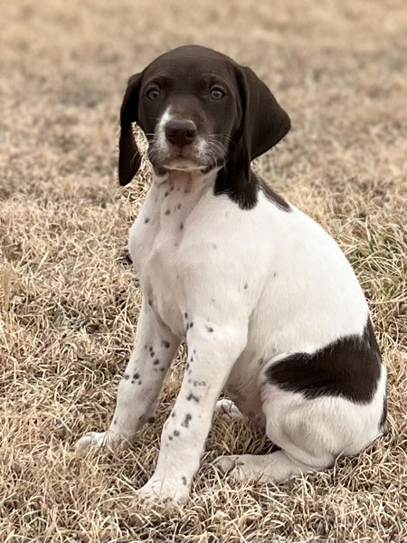 Female German Shorthaired Pointer Puppy for Sale