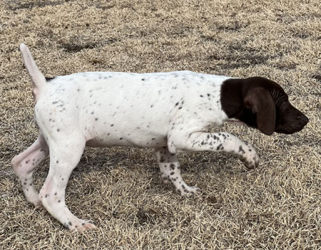 Female German Shorthaired Pointer Puppy for Sale