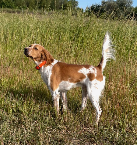 English Setter Hunting Dog For Sale