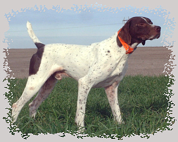 King German Shorthair Pointer