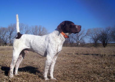 Jiggs German Shorthair 