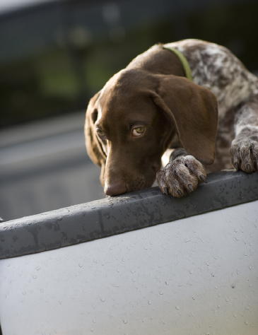Hunting Dog
