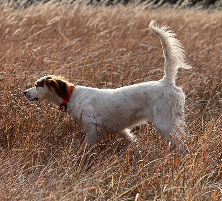 Female English Setter Hunting Dog For Sale
