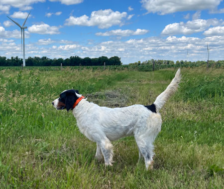 English Setter Hunting Dog For Sale