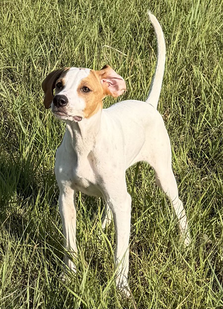 Female English Pointer Pup for Sale