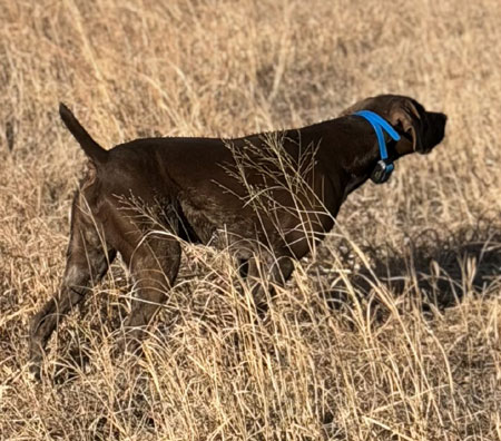 German Shorthair Hunting Dog For Sale