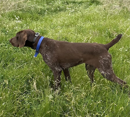German Shorthair Hunting Dog For Sale