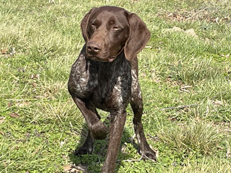 German Shorthair Hunting Dog For Sale