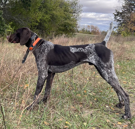 German Shorthair Hunting Dog For Sale