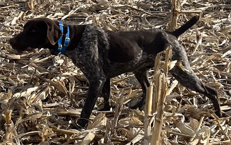 Male German Shorthair Hunting Dog For Sale