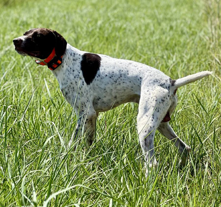 German Shorthair Hunting Dog For Sale
