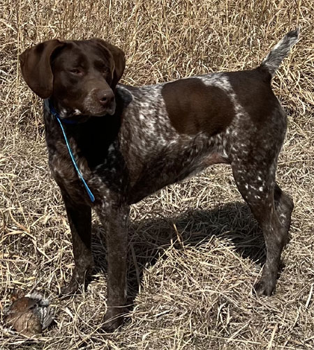 German Shorthair Hunting Dog For Sale