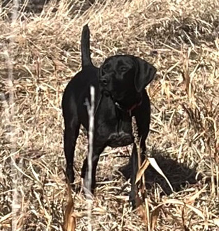 German Shorthair Hunting Dog For Sale