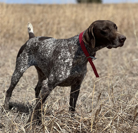 German Shorthair Hunting Dog For Sale