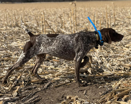 Female German Shorthair Hunting Dog For Sale