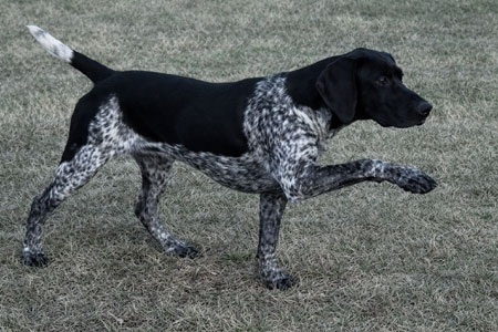 German Shorthair Hunting Dog For Sale