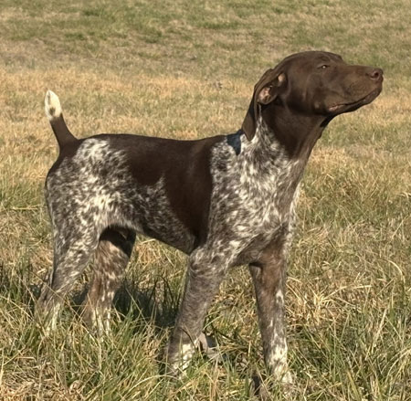 German Shorthair Hunting Dog For Sale