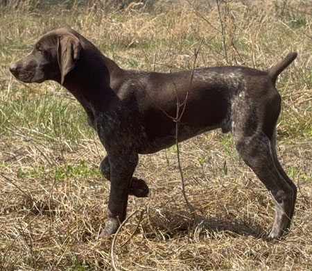 German Shorthair Hunting Dog For Sale