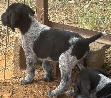 Male German Shorthaired Pointer Puppy for Sale