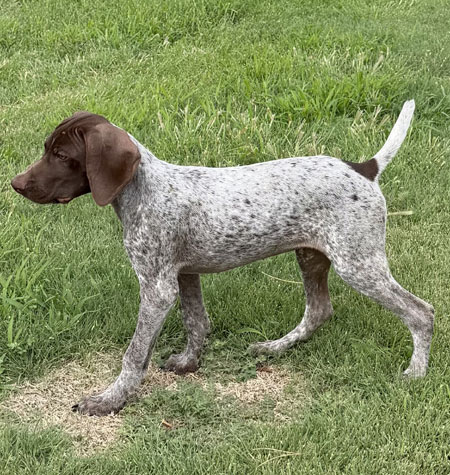 Male German Shorthaired Pointer Pup for Sale