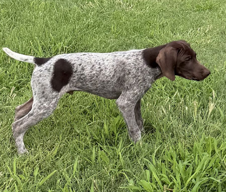 Male German Shorthaired Pointer Puppy for Sale
