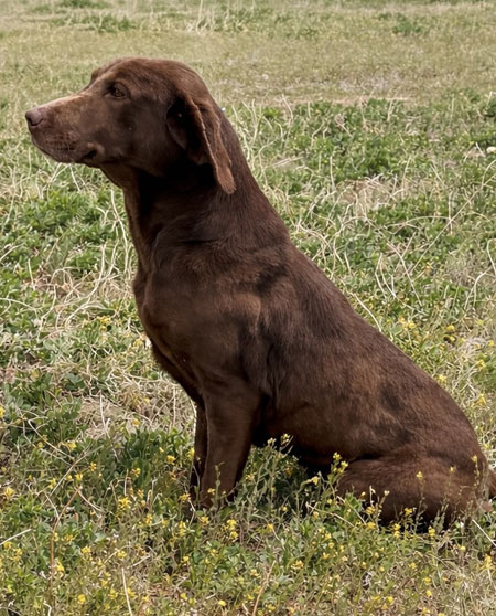 Chocolate Labrador Retriever Hunting Dog For Sale