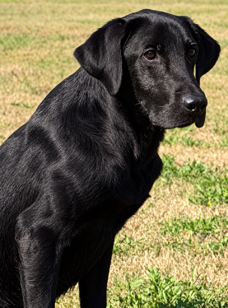 Black Labrador Retriever Hunting Dog For Sale