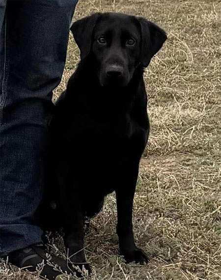 Black Labrador Retriever Hunting Dog For Sale
