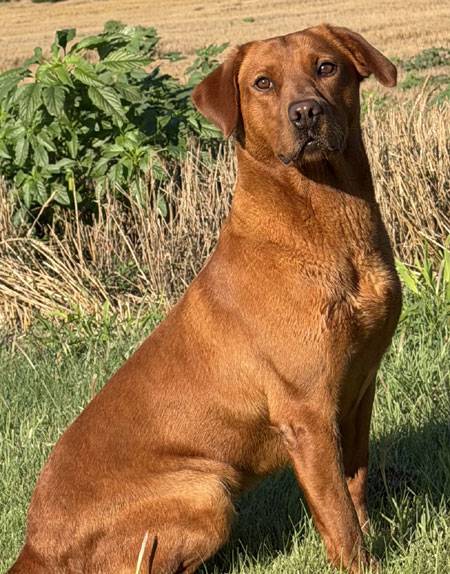 Red Labrador Retriever Hunting Dog For Sale