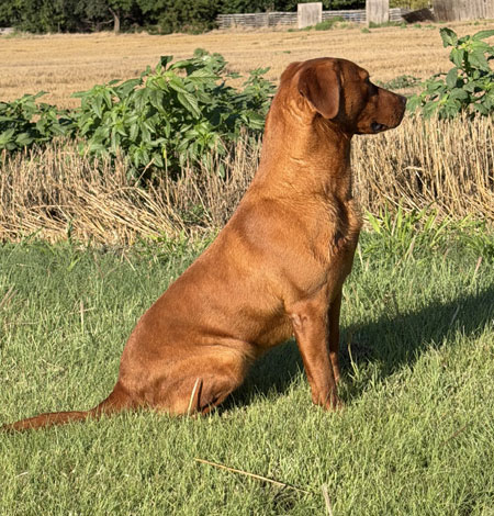 Red Labrador Retriever Hunting Dog For Sale